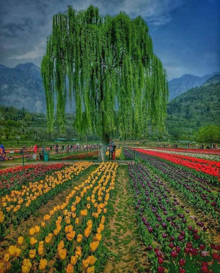 Sidsons Royale Hotel Srinagar  Luaran gambar